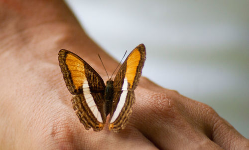 Close-up of butterfly on hand