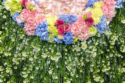 Close-up of multi colored flowering plants