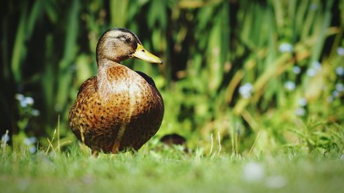 Mallard duck on grassy field