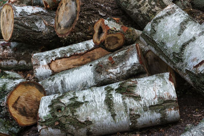A large pile of birch logs lies on the ground. logs are cut into mild pieces.