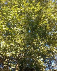 Low angle view of trees against sky