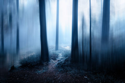 Trees in forest during foggy weather