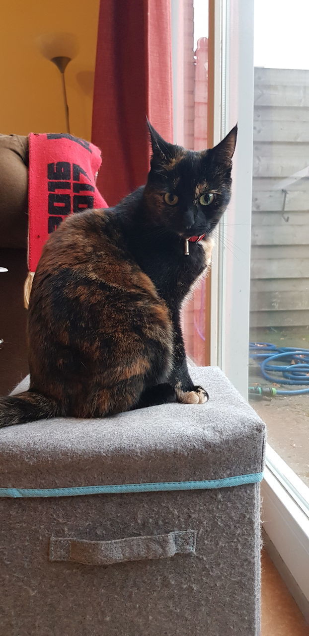 CLOSE-UP OF A CAT SITTING ON A HOME