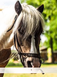 Close-up of horse