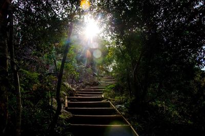 Sun shining through trees in forest