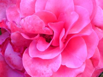 Macro shot of pink rose