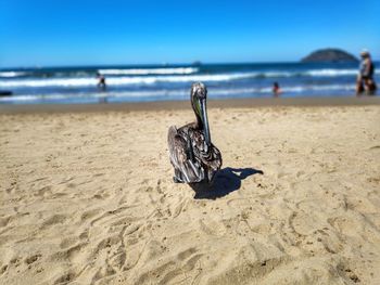 Pelican on sand at beach against clear sky