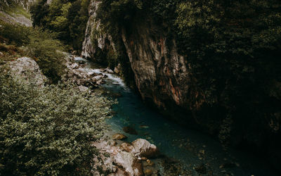 Scenic view of river amidst trees and rocks