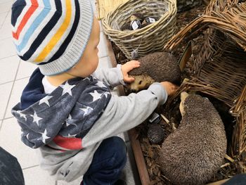 High angle view of boy holding toy animals in basket