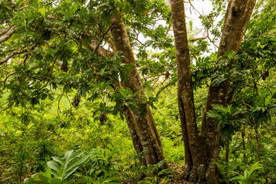 Trees in forest