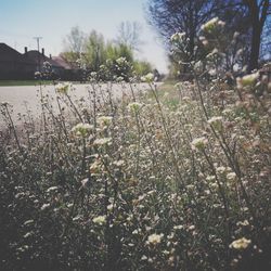 Plants growing on land against sky