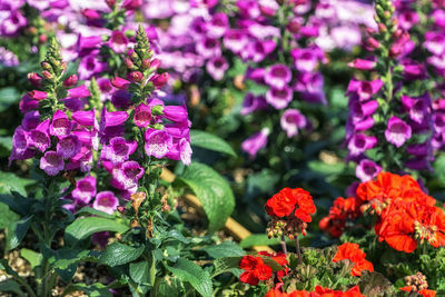 Close-up of pink flowering plants