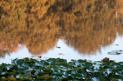 High angle view of leaves floating on lake