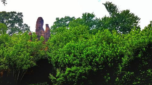 Low angle view of trees against sky