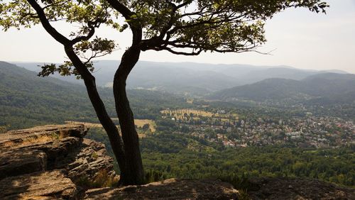 Scenic view of tree by mountain against sky