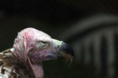 Close-up of bird