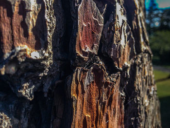 Close-up of tree trunk