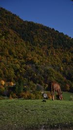 Horse grazing in a field