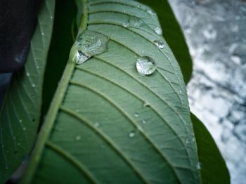 Close-up of water drops on leaves