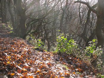 View of trees in the forest