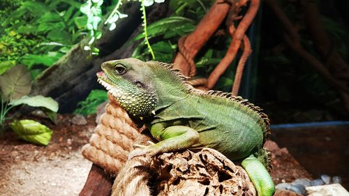 Close-up of iguana