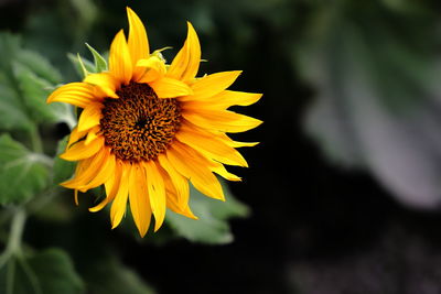 Close-up of sunflower against blurred background