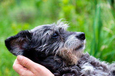 Close-up of hand holding black dog