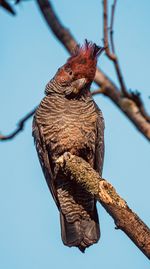 Low angle view of bird perching on branch