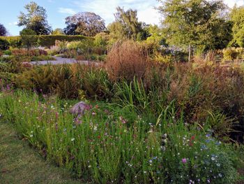 Scenic view of flowering plants on field