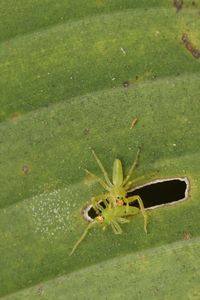 Close-up of insect on grass