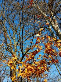 Low angle view of tree in autumn