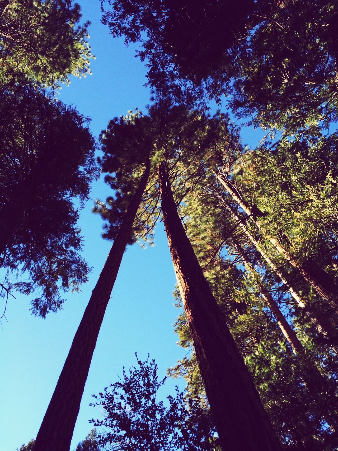 Big trees