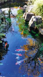 High angle view of ducks swimming in river