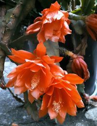 Close-up of orange flowering plant