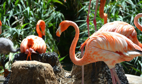 View of flamingos