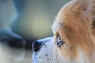 Close-up of a dog