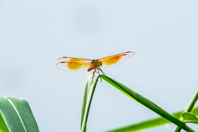 Close-up of butterfly pollinating flower