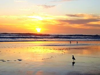 View of seagulls on beach during sunset