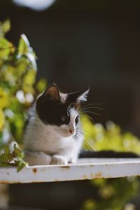 Close-up of a cat looking away