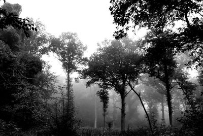 Low angle view of trees in forest against sky