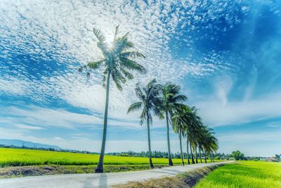 Palm trees on field against sky