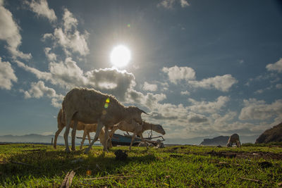 Horse grazing on field against sky