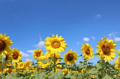 Close-up of yellow flowers blooming on field against clear blue sky