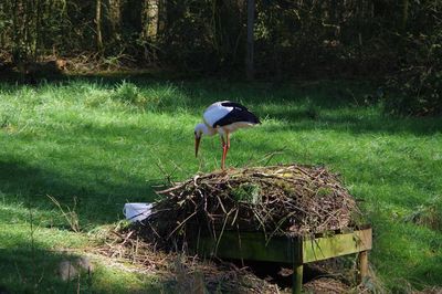 Bird perching on a field