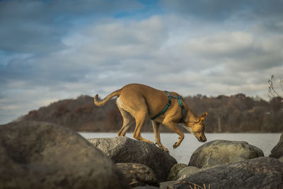 View of dog on rock against sky