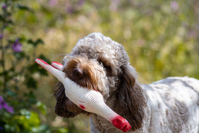 Cockapoo dog playing with toy