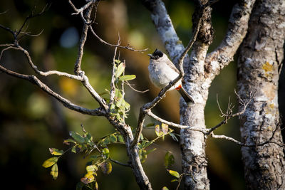 Close-up of bird perching on branch