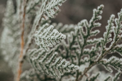 frost