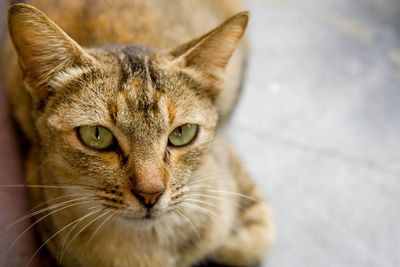 Close-up portrait of tabby cat