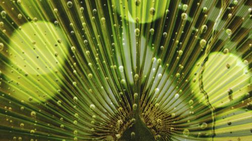 Full frame shot of leaf